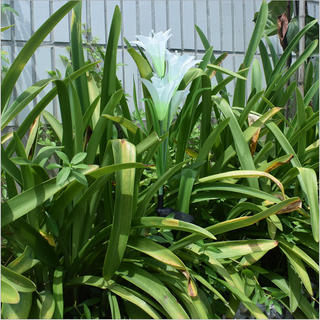 Solar Solar Powered LED Lily Fairy Lights